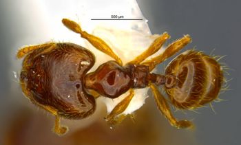 Media type: image;   Entomology 34356 Aspect: habitus dorsal view